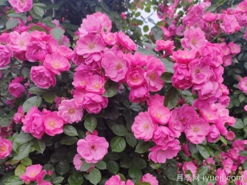 长春月季花海，儿童公园浪漫打卡地