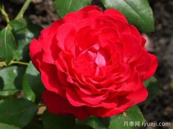 假日岛多米尼加月季Holiday Island Dominica