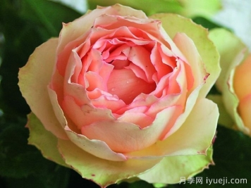 吉莱塔月季/四季龙沙/假日岛吉莱塔Holiday Island Jalitah