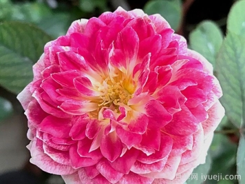 假日岛根西月季/假日岛芍药Holiday Island Guernsey