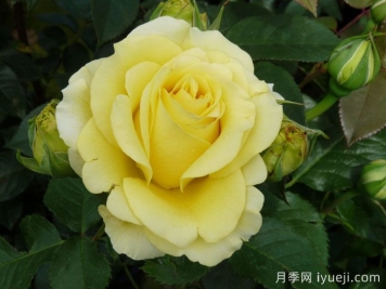 假日岛苏门答腊月季Holiday Island Sumatra