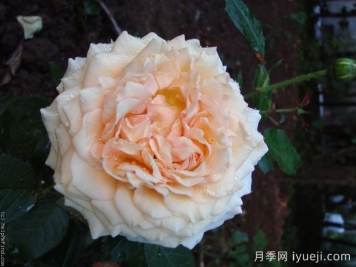 假日岛塔希提月季Holiday Island Tahiti