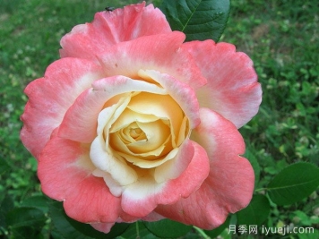 假日岛斐济月季Holiday Island Fiji