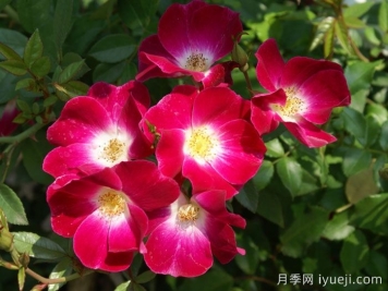 蝴蝶之吻月季/蝶吻月季(法国)Butterfly Kisses