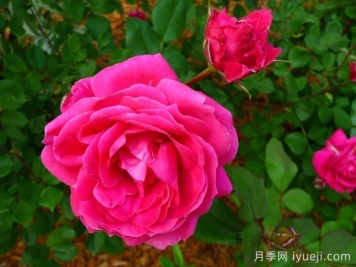 亚历山大麦肯兹月季Alexander Mackenzie