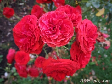 炙热洛可可月季/迪斯科女王月季Hot Rokoko