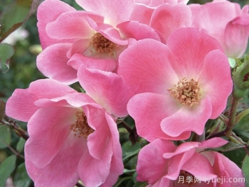 粉色绝代佳人月季Pink Knock Out