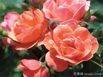 珊瑚绝代佳人月季Coral Knock Out