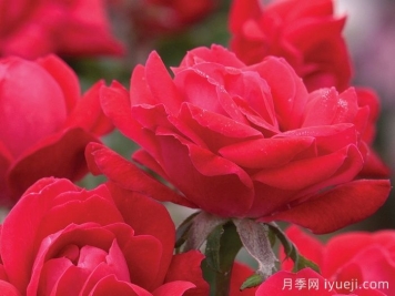 红色重瓣绝代佳人月季/拉德迪科Double Knock Out