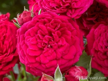 爆炸砰月季Dynamite Bam