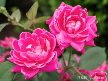 粉色重瓣绝代佳人月季Pink Double Knock Out