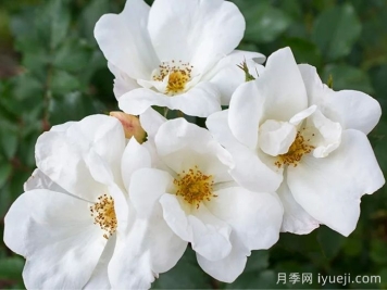 白色绝代佳人月季White Knock Out