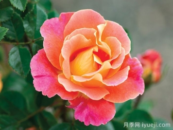 水果花瓣月季/果汁佳人Fruity Petals