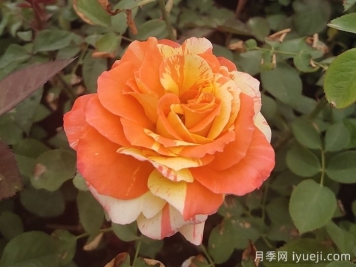 热带晚霞月季/热带落日Tropical Sunset