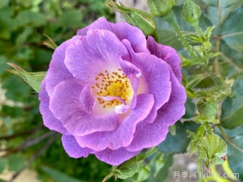 网红花蓝色妖姬和蓝玫瑰一样吗？