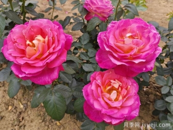 适合种阳台耐高温还开花的花卉有哪些？