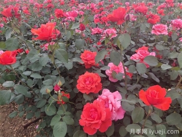 江西园林中月季花的选择和打造