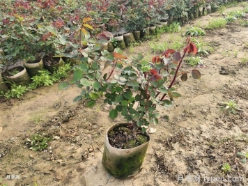 广东大花月季的嫁接扦插繁衍办法