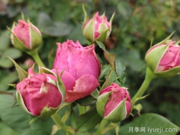 切花月季日光温室周年供花田间生产管理操作规程