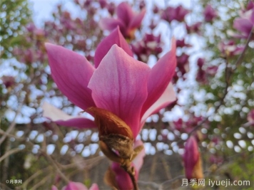 红色的玉兰花的花语是什么？