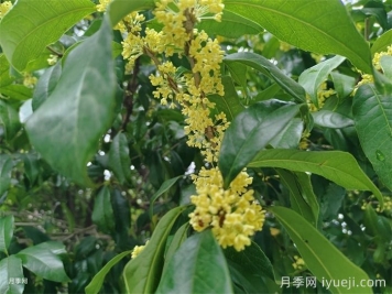 桂花常见病虫害防治