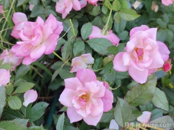 樱霞月季Sakuragasumi