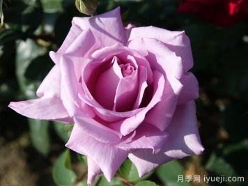 蓝月亮月季/蓝月月季Blue Moon