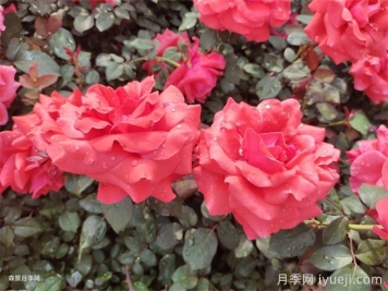 月季花前、花期、花后的施肥办法