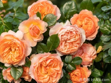 杏色露台月季Abricot Terrazza