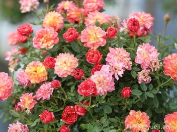 躲躲藏藏月季/捉迷藏Cache Cache