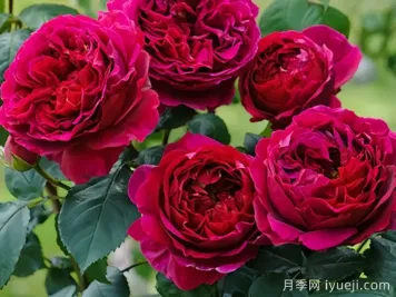 双人芭蕾月季Pas de deux