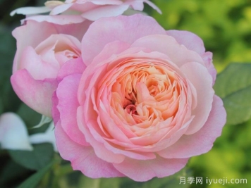 康斯坦茨月季Constance