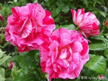 盖伊萨伏瓦月季/盖伊萨沃伊Guy Savoy