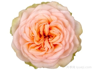 安伯利公园月季Amberly Park