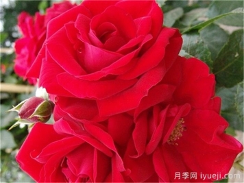 艾玛迪斯月季/阿玛迪斯Amadeus