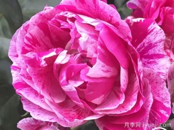 树莓条纹月季Raspberry Stripe