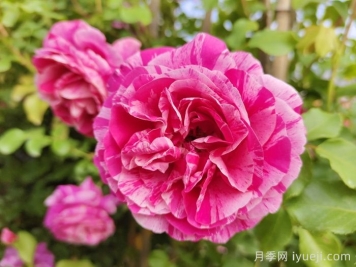 伊蕾莎斯特月季/依蕾莎丝特/伊内斯萨斯特雷Ines Sastre