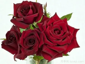 丹尼尔莫科姆月季(黑魔法)的优缺点是什么？