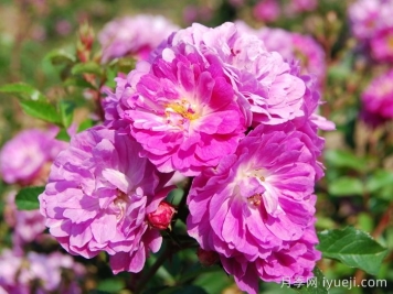 阿伯茨福德月季/雅培福特Abbotsford