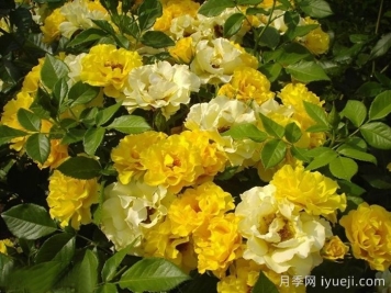 阿德森冯梅尔克月季Adson von Melk