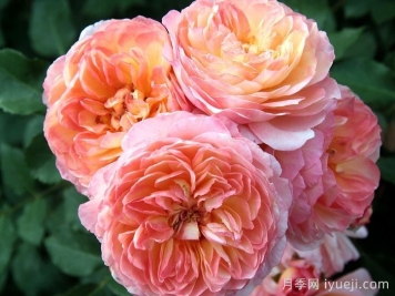 安德烈杜加德月季Andre Turcat