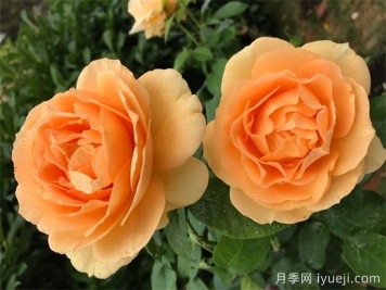 翱翔荣耀月季Soaring to Glory