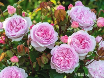 奥利维亚月季/奥利维亚罗斯奥斯汀月季Olivia