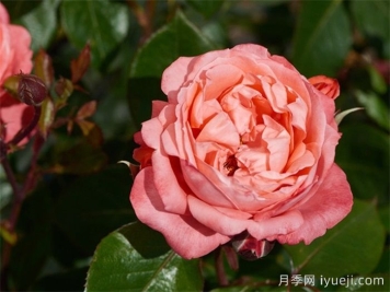 奥利维亚重生月季Olivia Renaissance