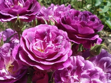 奥秘月季/神秘月季Mysterieuse