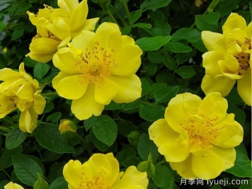 奥索易柠檬热情/柠檬乐趣Oso Easy Lemon Zest