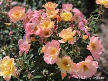 奥索易意大利冰月季Oso Easy Italian Ice