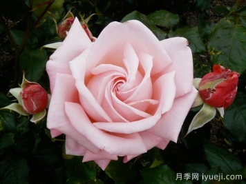 奥特亚罗瓦月季/新西兰月季Aotearoa