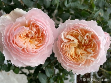 巴黎月光月季Moonlight in Paris