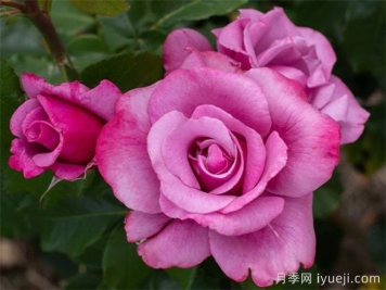 芭芭拉史翠珊月季Barbra Streisand